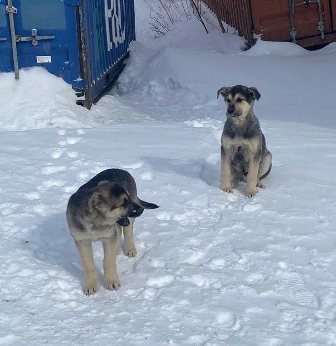 Щенки дворняжки бесплатно