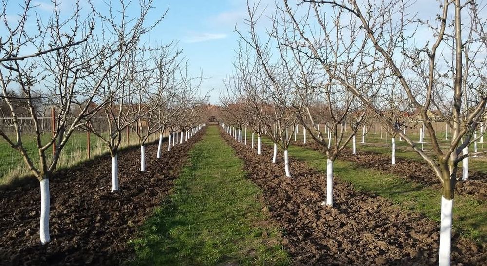 Toaletare, curatare, pomi fructiferi, vita de vie