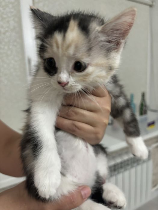 Отдаем котенка в добрые руки, цена 5000.