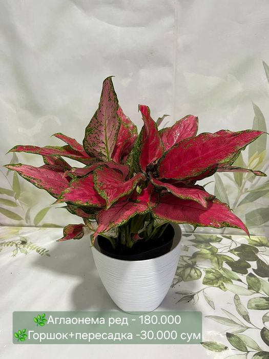 Аглаонемы, Калатеи  и др растения