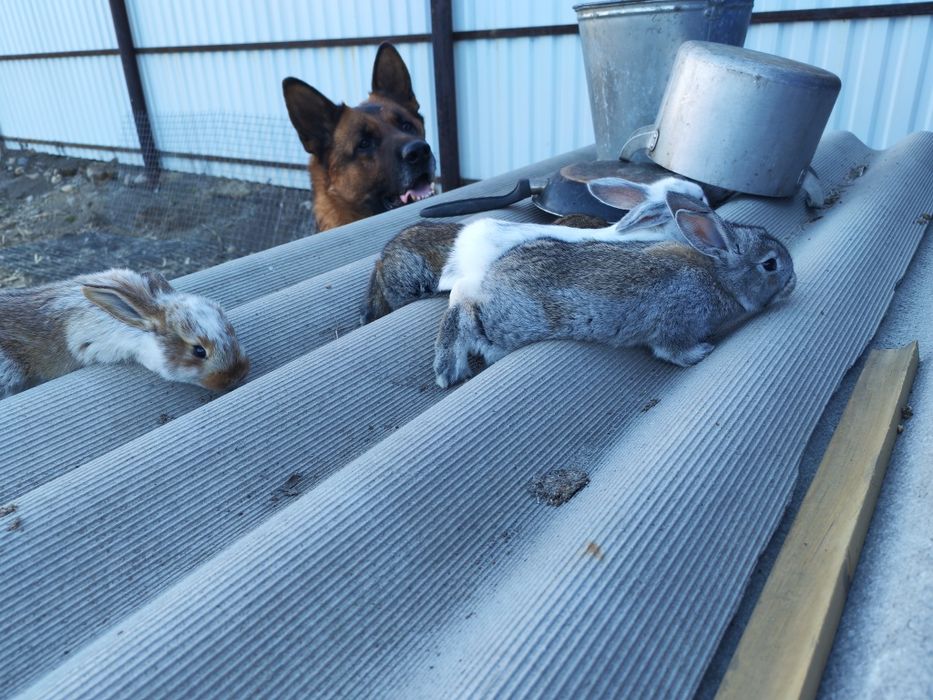 Продам Крольчат всего по 5000тг