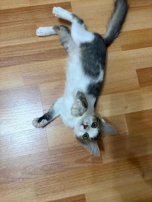 Котопринцесса в добрые руки!