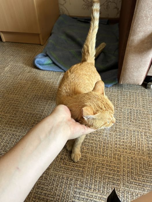 Ласковый котик ищет дом