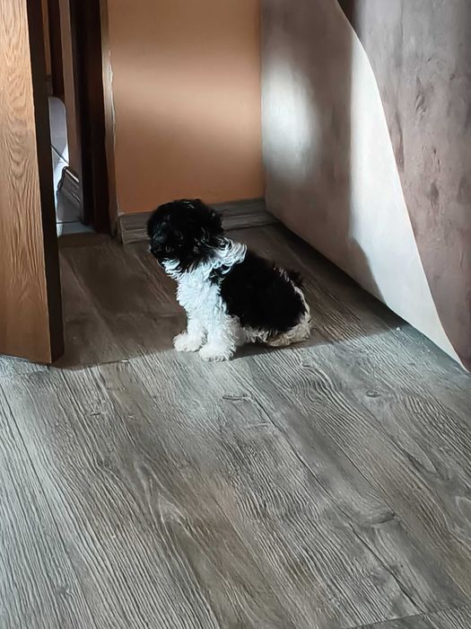 Catel bichon talie mica
