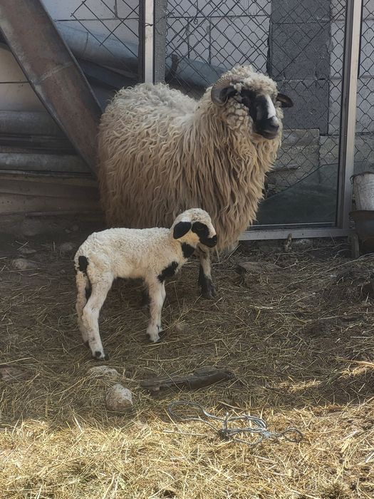 Vand oi cu miei 1400 negociabil