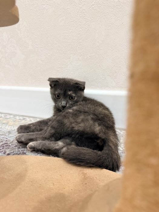 Вислоухий котёнок девочка