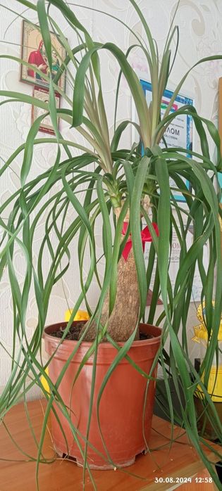 Нолина (бакарнея)