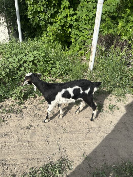 Англонубийский коза