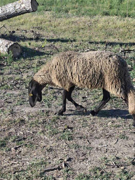 Vând 40 de miele și 90 de oii
