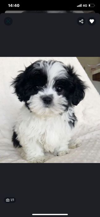 Bichon  havanez fetiță