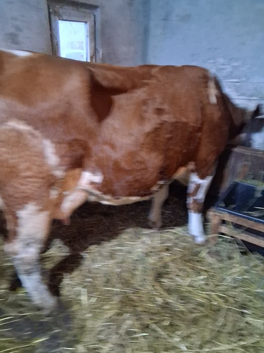 Vând vacă cu vițel