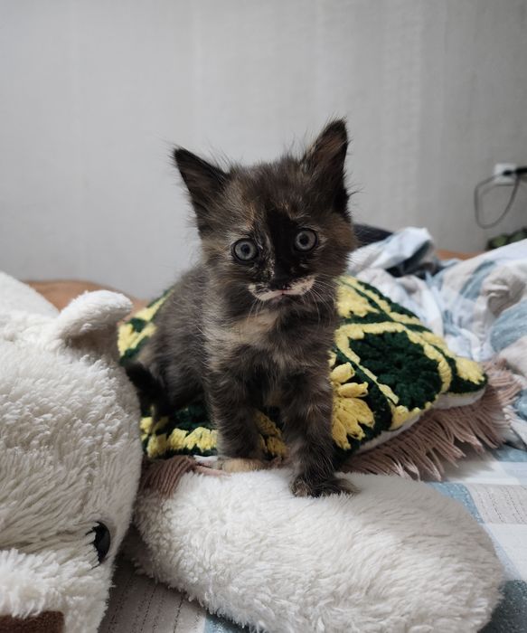 Отдам котёнка бесплатно