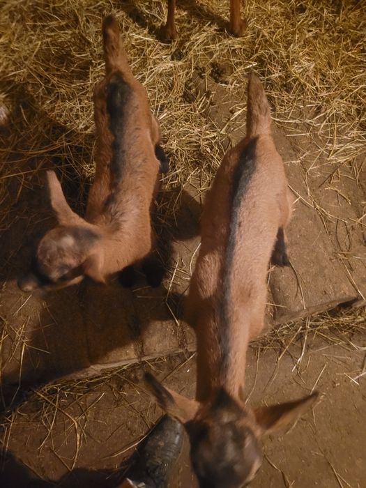 Vand 3 iezi(tapi)ciutii genetic, alpina franceza!