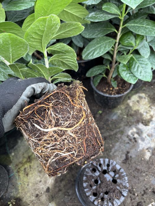 Prunus Laurocerasus (laur englezesc)