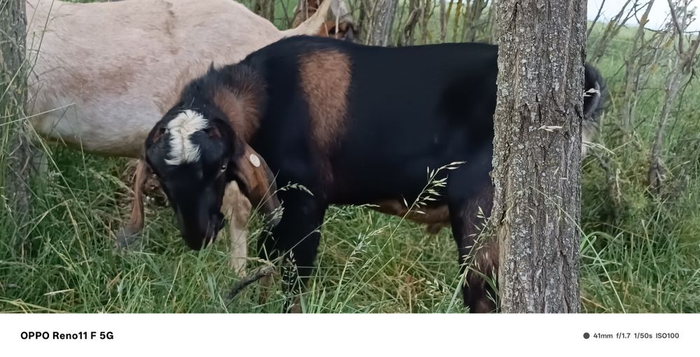 Vând țapi anglonubieni