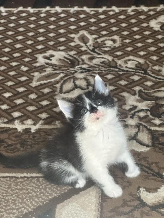 Отдаю котят в добрые руки