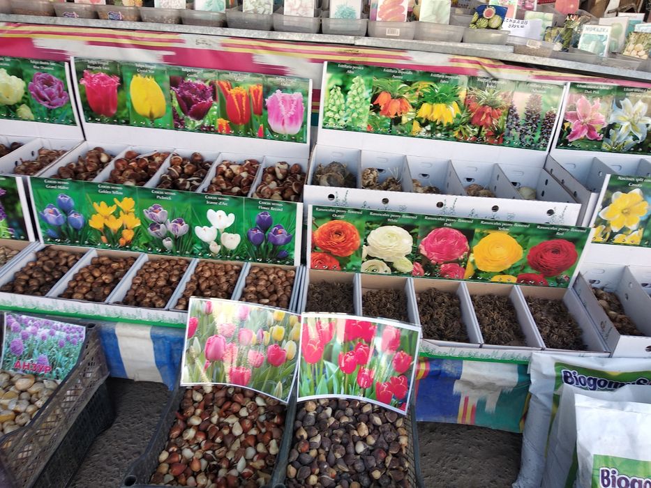 Цвити тулпани смина