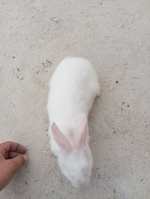 Quyon bolalari sotiladi