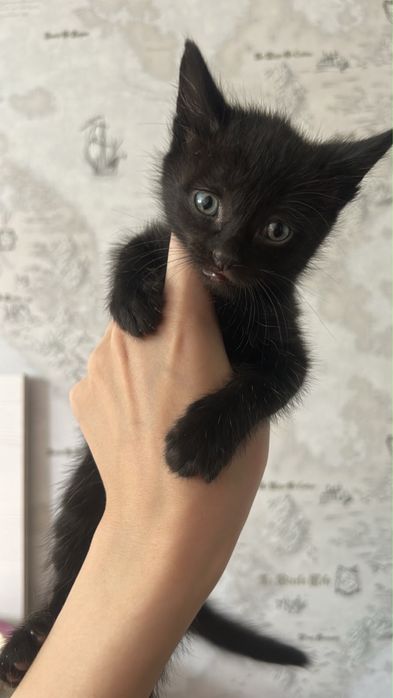 Котенки.        .