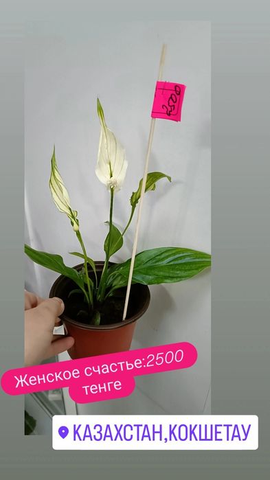 Женское счастье:2500 тенге