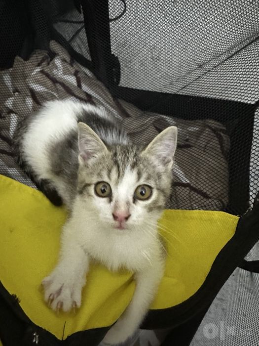 Отдам котят в добрые руки