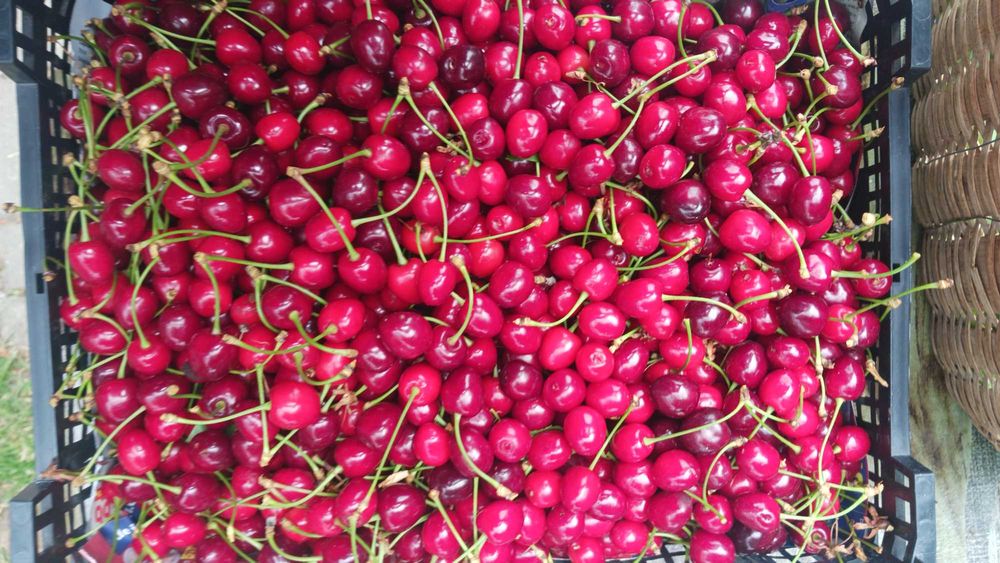Cireșe, Cireșe, Cireșe 20RON / kg