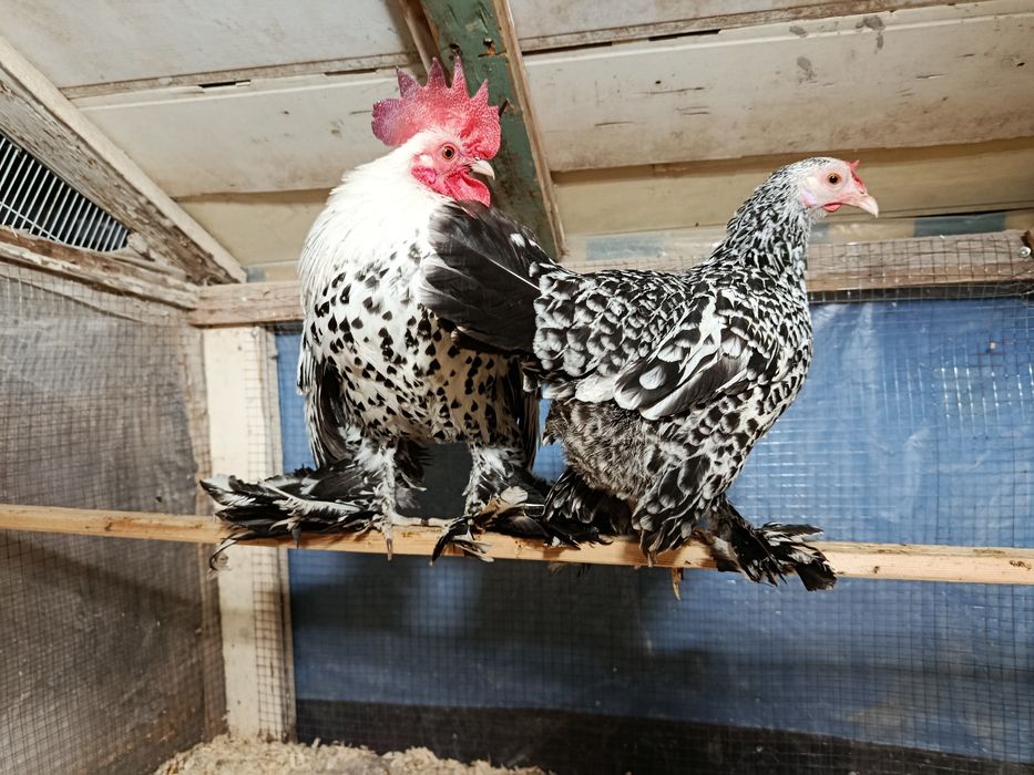 Продаются куры породы мильфлер серебро