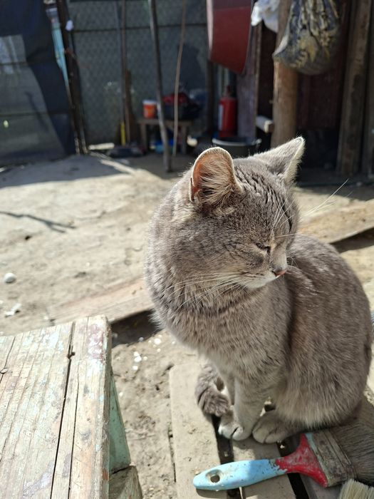 Pisica pentru adopție