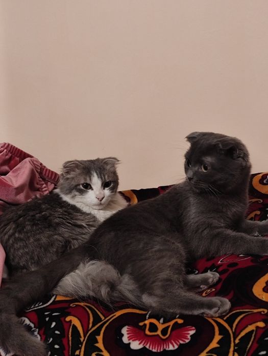 Кошка шотландский