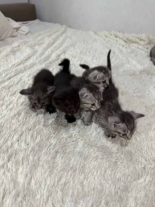 Шотландские вислоухие котята