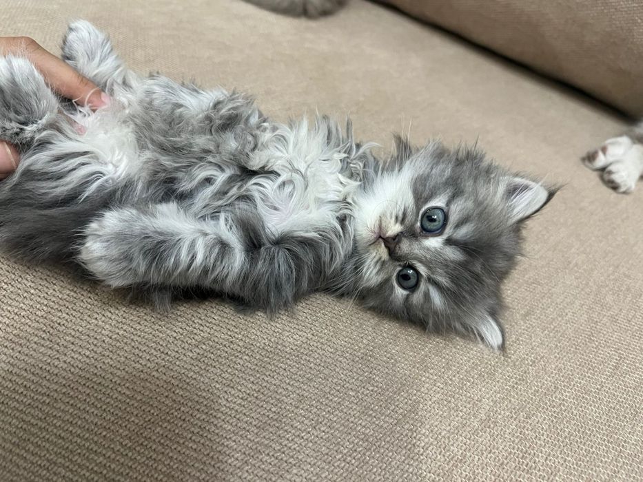 Котёнок девочка 1.5мес.
