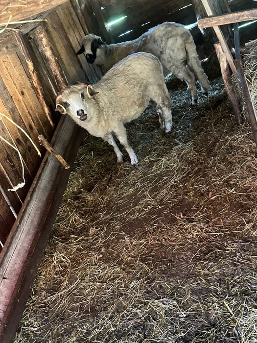 Berbec de vânzare 1 an – bun pentru reproducție