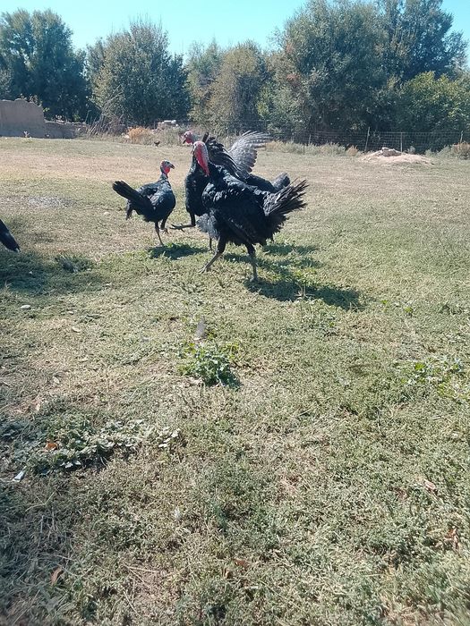 Продам продам продам
