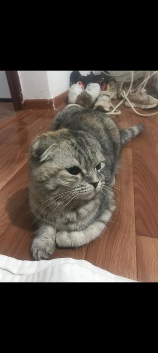 Кот продам кот кот