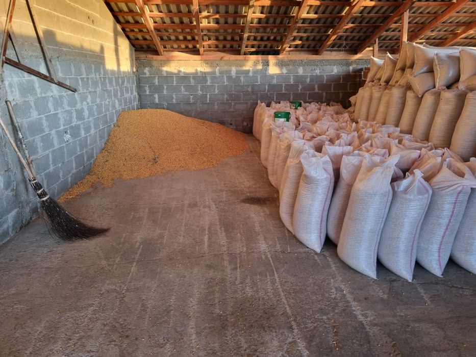 Porumb 1.15 lei transport inclus