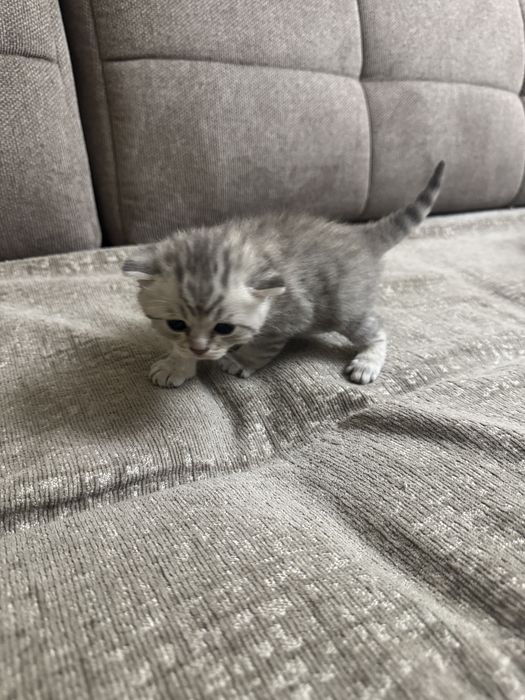 Котята британцы красивые