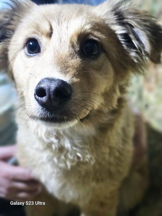 Щенок 6месяцев.Девочка.