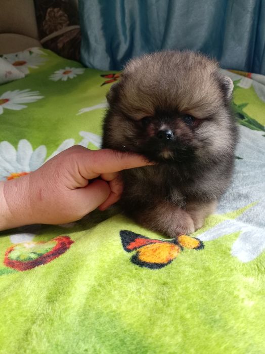 Продам щенков шпица