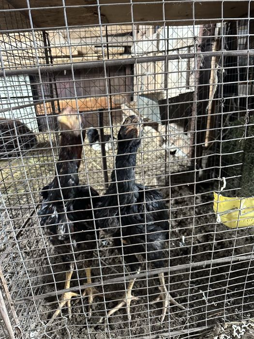 Продам петухи кореец молодые