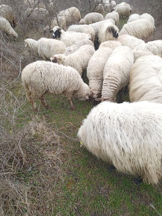 vând oi suffolk și birci