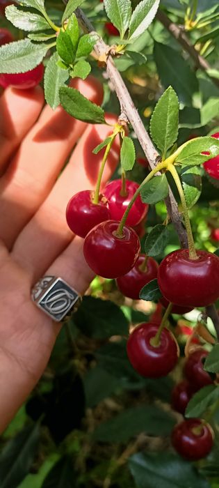 Продам саженцы смородины черной