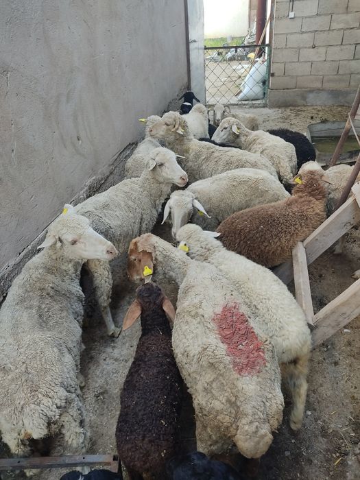 Малыш кой сатылады