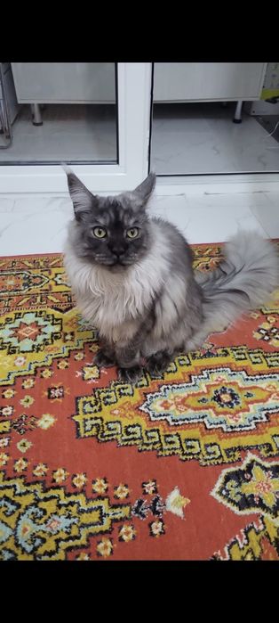 Шикарный Мейн кун мальчик около года