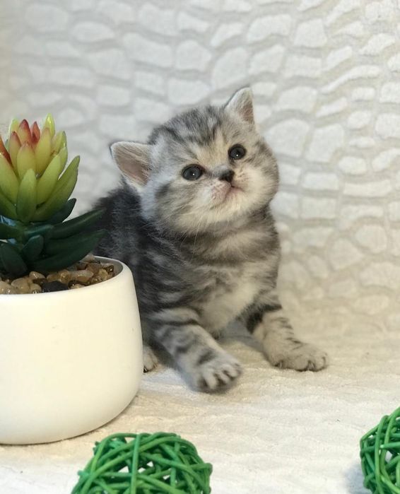 Замечательные котятки