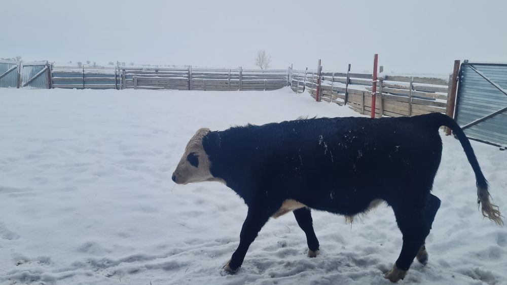 Бұқалар (бычки) сатамын