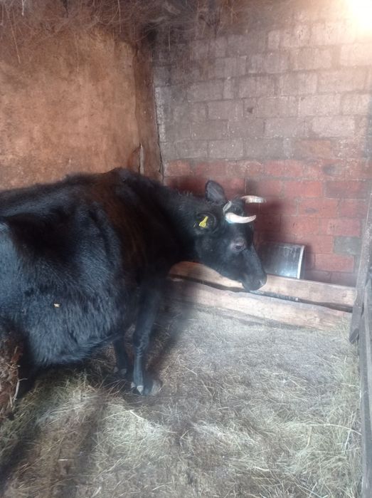 Продам двух коров