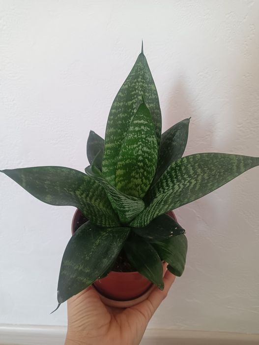 Продается цветок