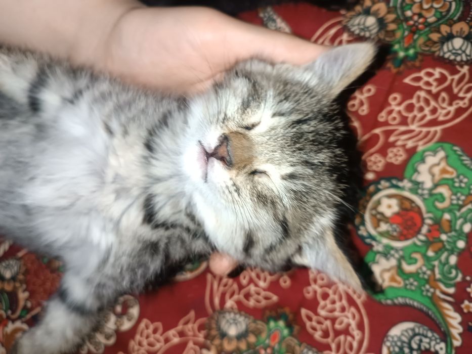 3 кота 1 турецкая ангора