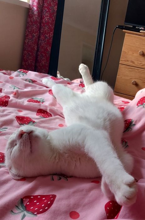 Белый котик Платоша ищет семью.