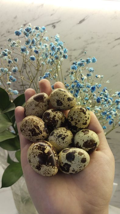 Яйца перепелиные